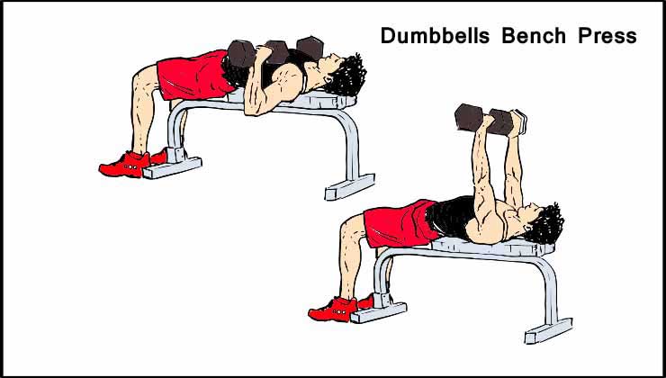 Chest Workout For Men in Hindi Dumbbells Bench Press