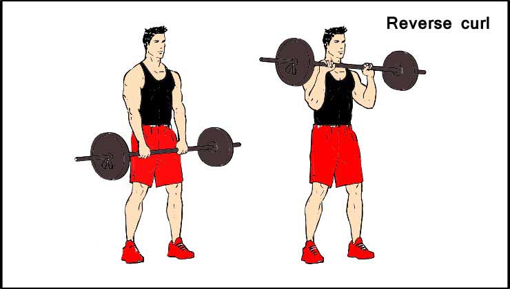 Reverse curl