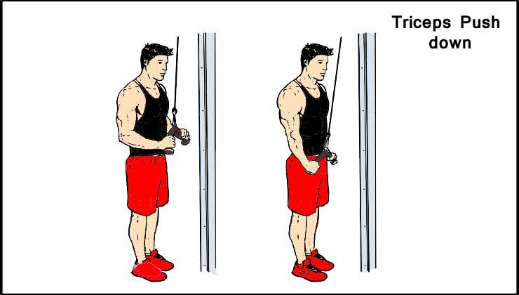 Triceps Push down